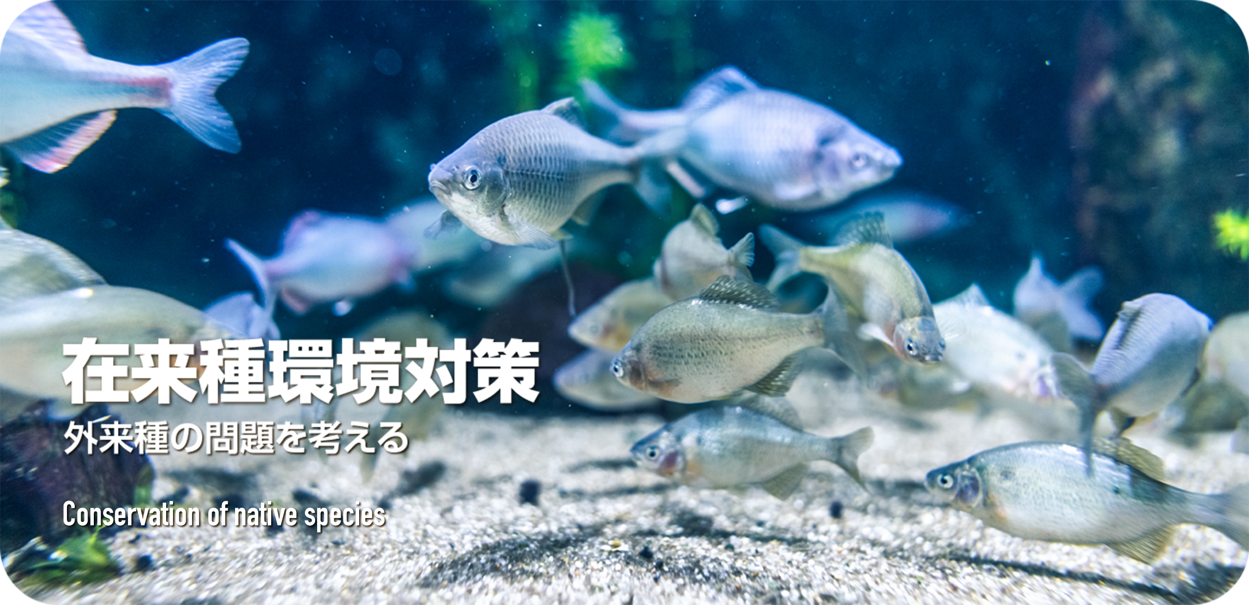 在来種環境対策 外来種の問題を考える Conservation of native species